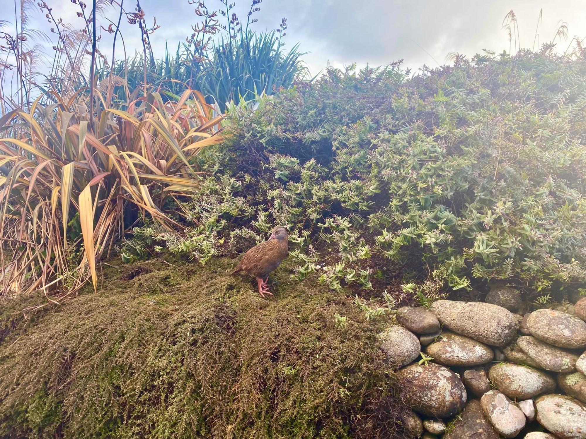 Wild Weka Eco Stay - Off-Grid 4Wd Recommended Waimarie Luaran gambar